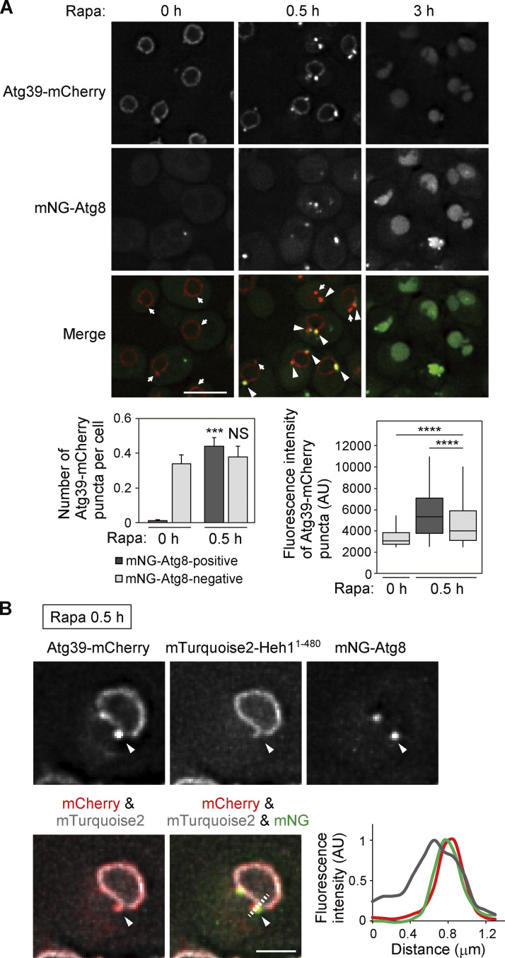 Atg39 links and deforms the outer and inner nuclear membranes in selective autophagy of the nucleus.
