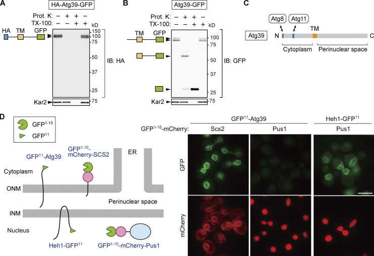Atg39 links and deforms the outer and inner nuclear membranes in selective autophagy of the nucleus.