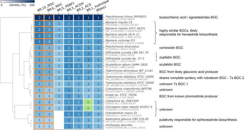 In silico analyses of maleidride biosynthetic gene clusters.