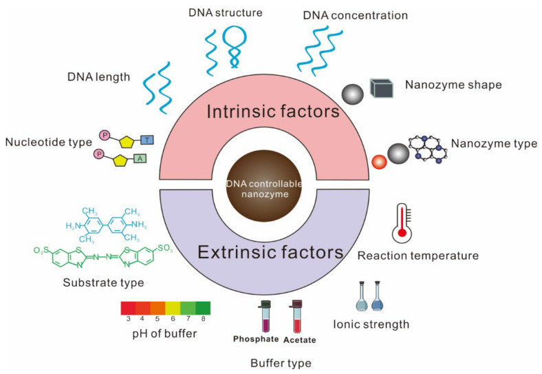 Regulation Mechanism of ssDNA Aptamer in Nanozymes and Application of Nanozyme-Based Aptasensors in Food Safety.