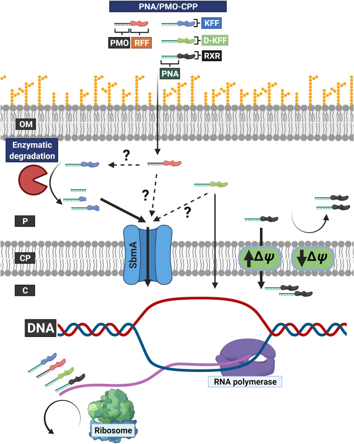 Translocation of non-lytic antimicrobial peptides and bacteria penetrating peptides across the inner membrane of the bacterial envelope.