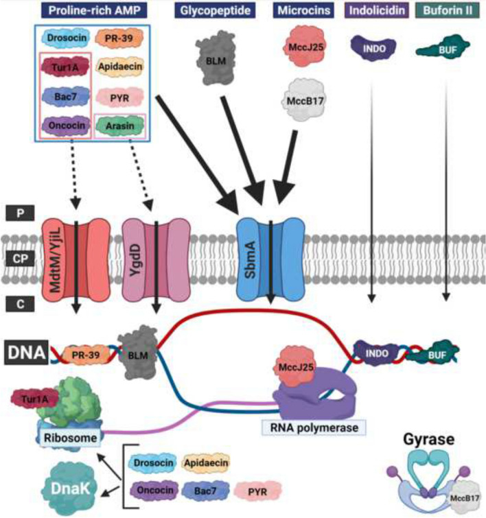 Translocation of non-lytic antimicrobial peptides and bacteria penetrating peptides across the inner membrane of the bacterial envelope.