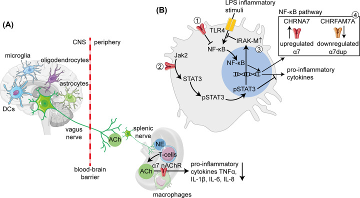 Cholinergic blockade of neuroinflammation: from tissue to RNA regulators.