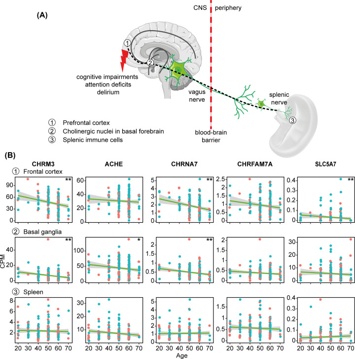 Cholinergic blockade of neuroinflammation: from tissue to RNA regulators.