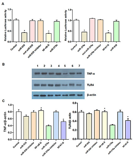 Effects of miR-939 and miR-376A on ulcerative colitis using a decoy strategy to inhibit NF-κB and NFAT expression.