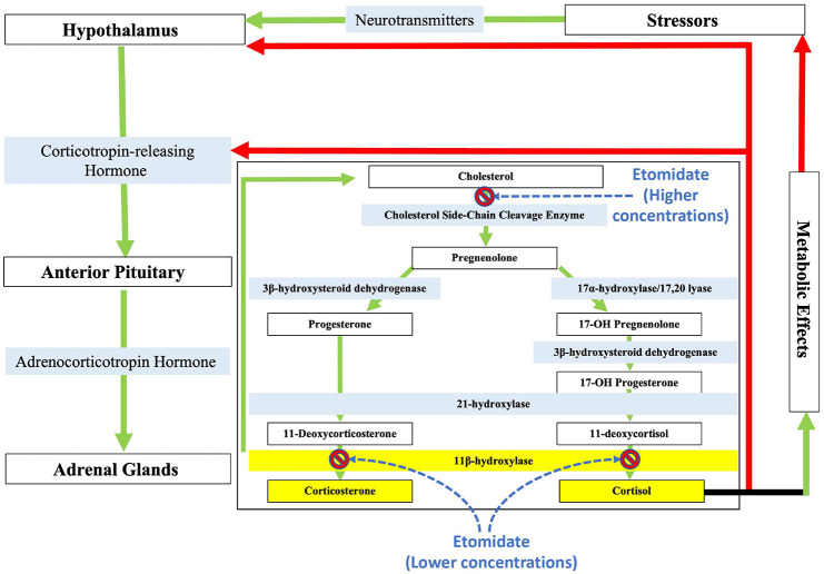 Pharmacological management of severe Cushing's syndrome: the role of etomidate.