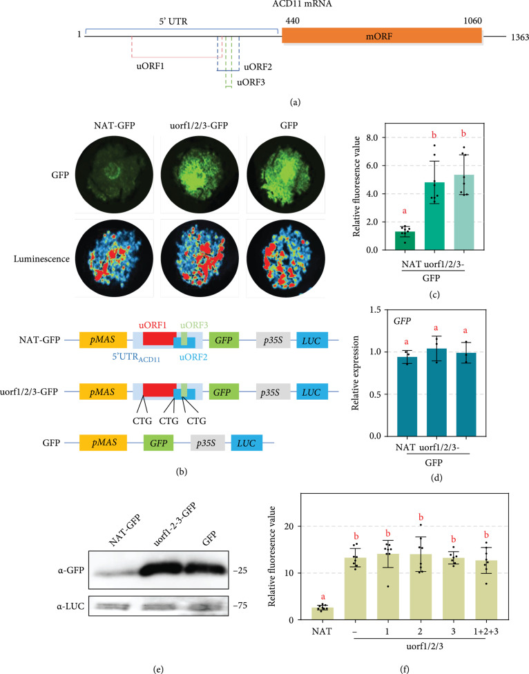 Making Use of Plant uORFs to Control Transgene Translation in Response to Pathogen Attack.