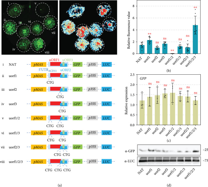 Making Use of Plant uORFs to Control Transgene Translation in Response to Pathogen Attack.