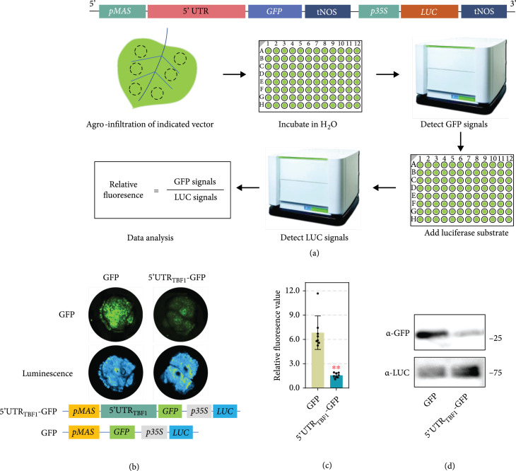 Making Use of Plant uORFs to Control Transgene Translation in Response to Pathogen Attack.