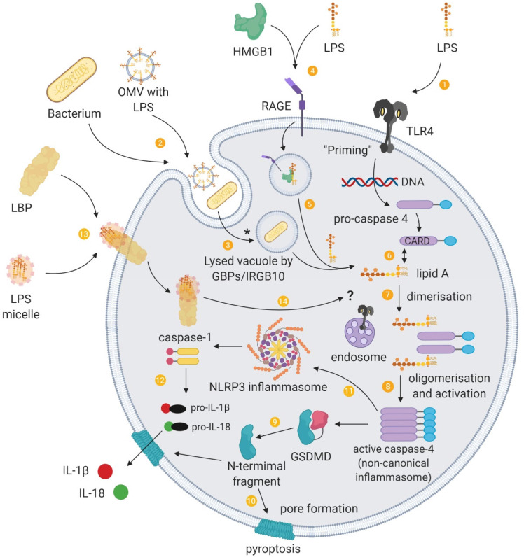 The Role of Lipopolysaccharide-Induced Cell Signalling in Chronic Inflammation.