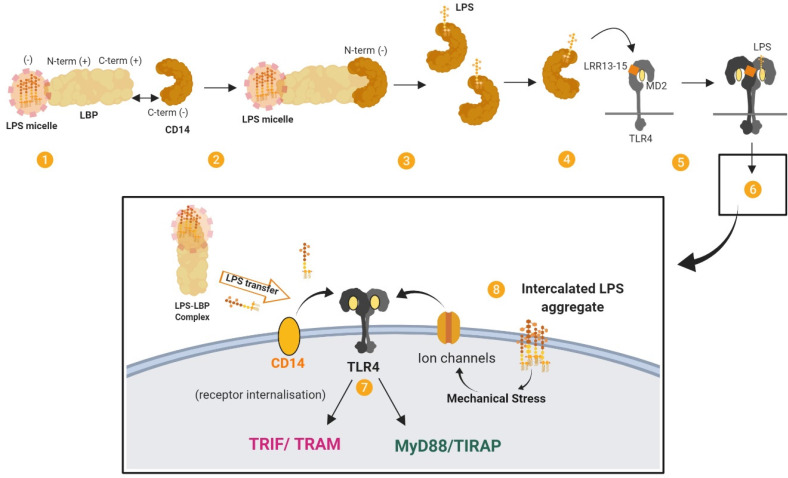 The Role of Lipopolysaccharide-Induced Cell Signalling in Chronic Inflammation.