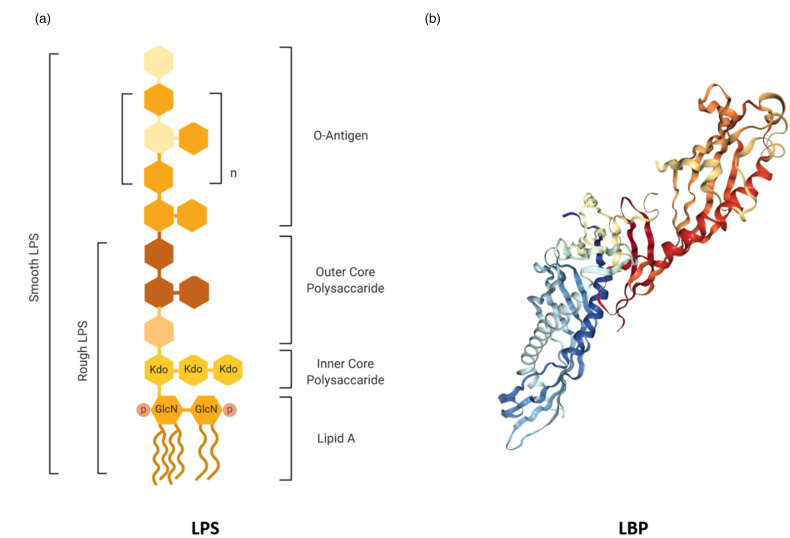 The Role of Lipopolysaccharide-Induced Cell Signalling in Chronic Inflammation.