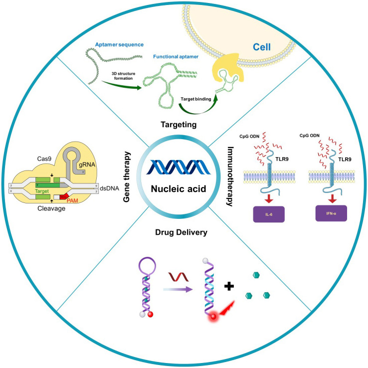 Nucleic acid functionalized extracellular vesicles as promising therapeutic systems for nanomedicine.