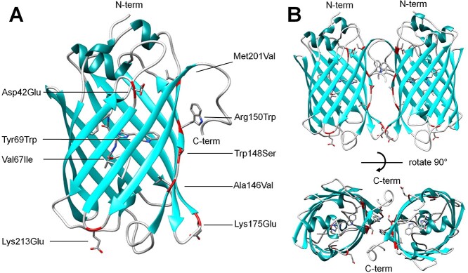 Cyan fluorescent proteins derived from mNeonGreen.