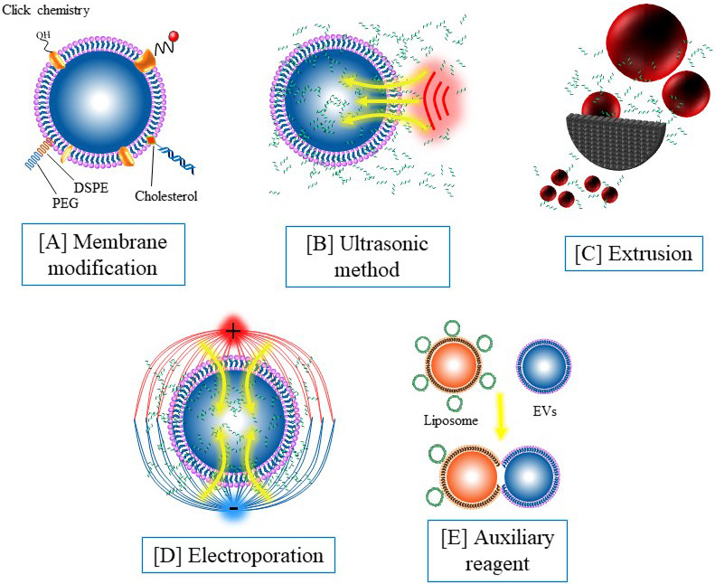 Nucleic acid functionalized extracellular vesicles as promising therapeutic systems for nanomedicine.