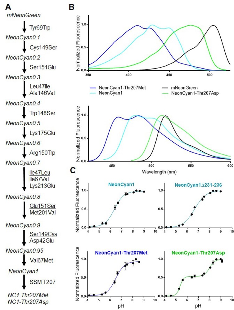 Cyan fluorescent proteins derived from mNeonGreen.