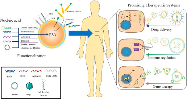 Nucleic acid functionalized extracellular vesicles as promising therapeutic systems for nanomedicine.