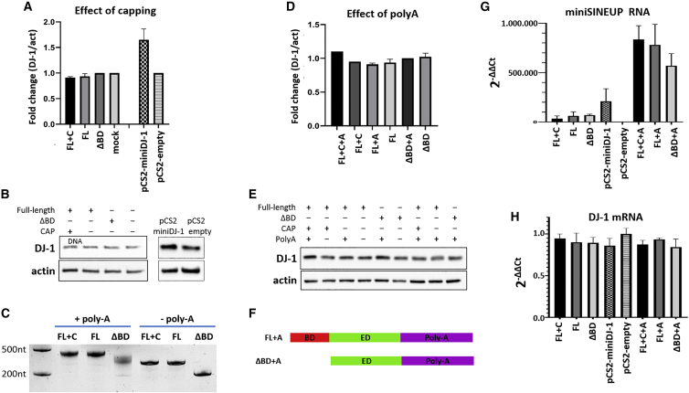 Towards SINEUP-based therapeutics: Design of an <i>in vitro</i> synthesized SINEUP RNA.