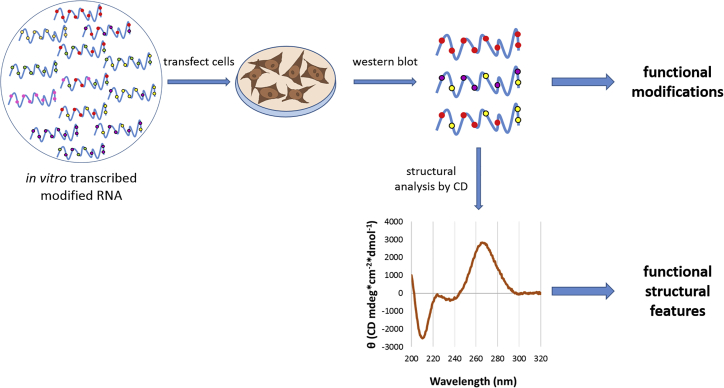 Towards SINEUP-based therapeutics: Design of an <i>in vitro</i> synthesized SINEUP RNA.