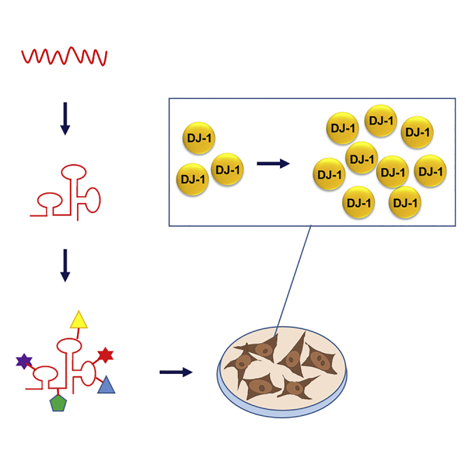 Towards SINEUP-based therapeutics: Design of an <i>in vitro</i> synthesized SINEUP RNA.