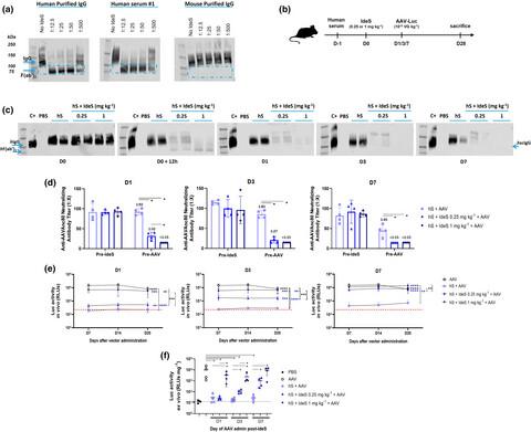 Optimising the IgG-degrading enzyme treatment regimen for enhanced adeno-associated virus transduction in the presence of neutralising antibodies