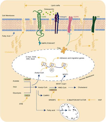 The critical function of metabolic reprogramming in cancer metastasis