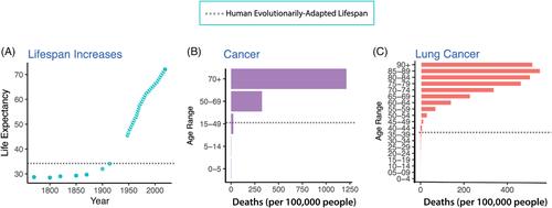 Increased risk of cancer in dogs and humans: A consequence of recent extension of lifespan beyond evolutionarily determined limitations?