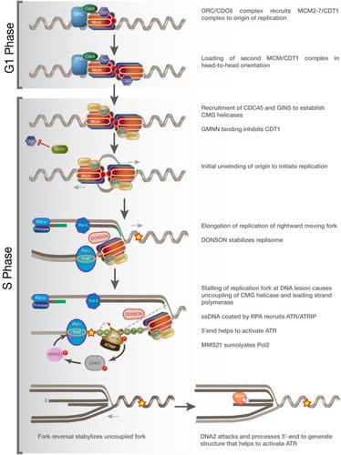 DNA Replication proteins in primary microcephaly syndromes