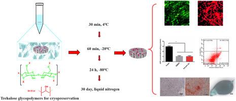 Trehalose glycopolymers for cryopreservation of tissue-engineered constructs