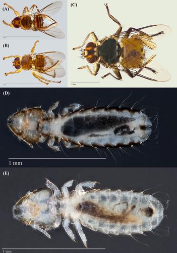 Hitchhiking into the future on a fly: Toward a better understanding of phoresy and avian louse evolution (Phthiraptera) by screening bird carcasses for phoretic lice on hippoboscid flies (Diptera)