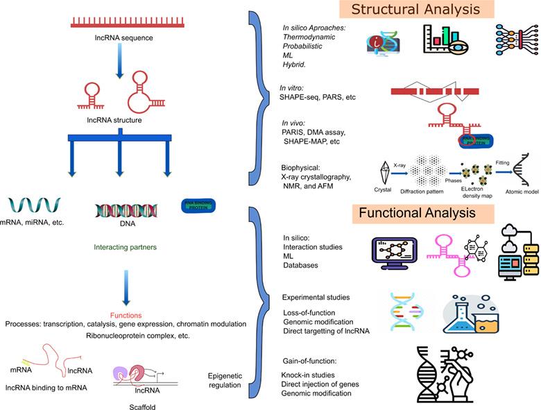 Structure–function relationship of long noncoding RNAs: Advances and challenges