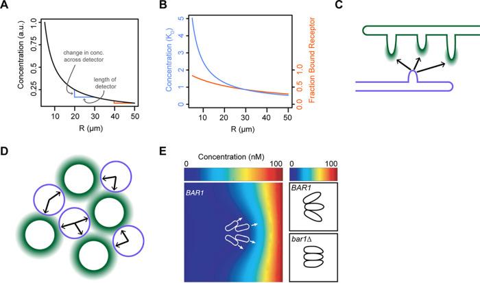 Chemotropism and Cell-Cell Fusion in Fungi.