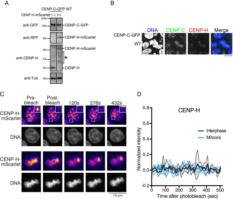 Mobility of kinetochore proteins measured by FRAP analysis in living cells.