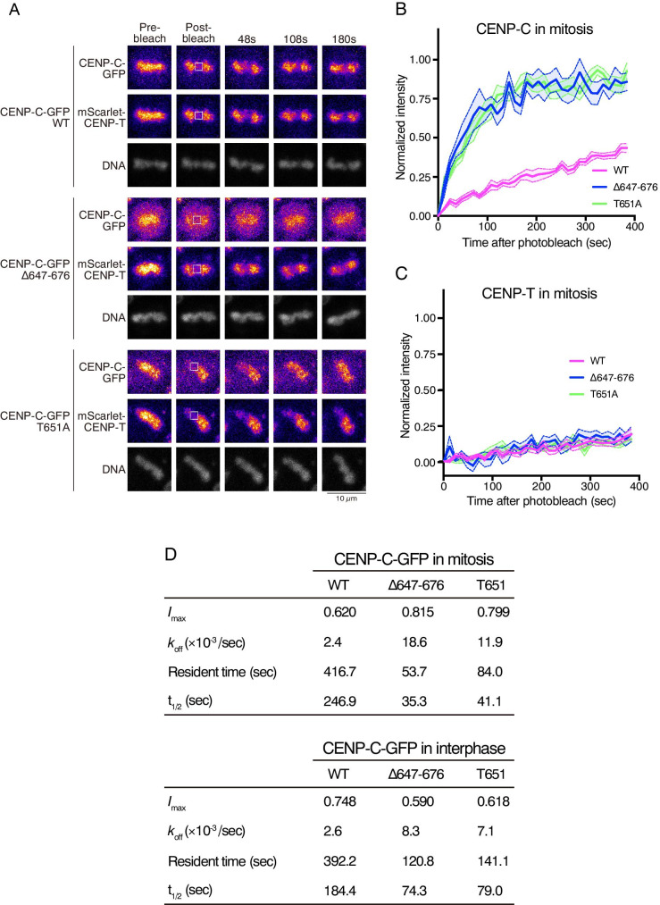 Mobility of kinetochore proteins measured by FRAP analysis in living cells.