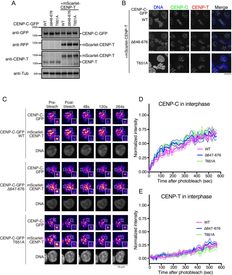 Mobility of kinetochore proteins measured by FRAP analysis in living cells.