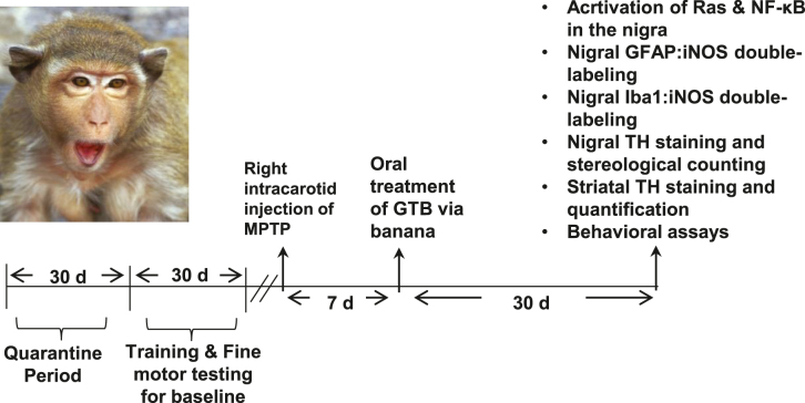 Protection of dopaminergic neurons in hemiparkinsonian monkeys by flavouring ingredient glyceryl tribenzoate.