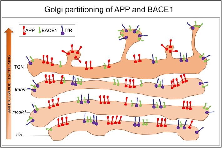 Segregation of the membrane cargoes, BACE1 and amyloid precursor protein (APP) throughout the Golgi apparatus.