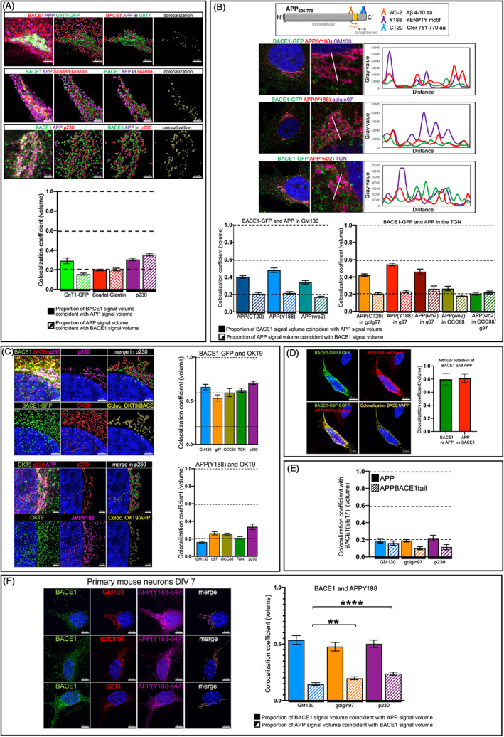 Segregation of the membrane cargoes, BACE1 and amyloid precursor protein (APP) throughout the Golgi apparatus.