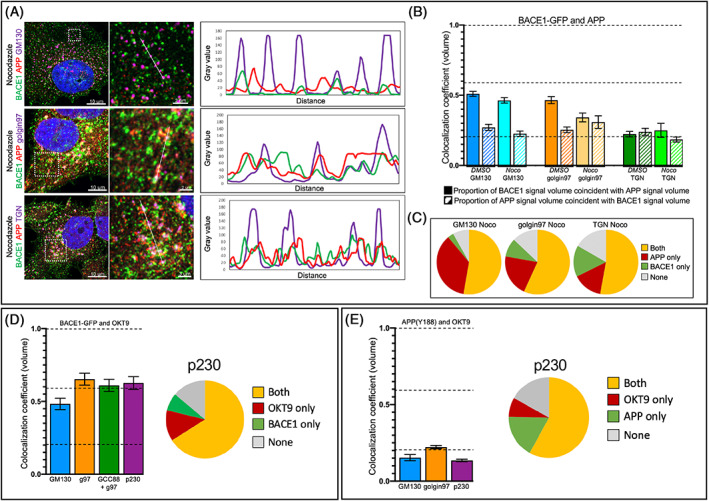 Segregation of the membrane cargoes, BACE1 and amyloid precursor protein (APP) throughout the Golgi apparatus.