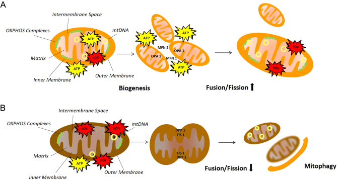 The mitochondrial profile in women with polycystic ovary syndrome: impact of exercise.