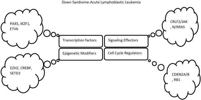 Suspicions regarding the genetic inheritance of acute lymphoblastic leukemia in patients with down syndrome.