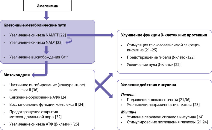 [Imeglimin: features of the mechanism of action and potential benefits].