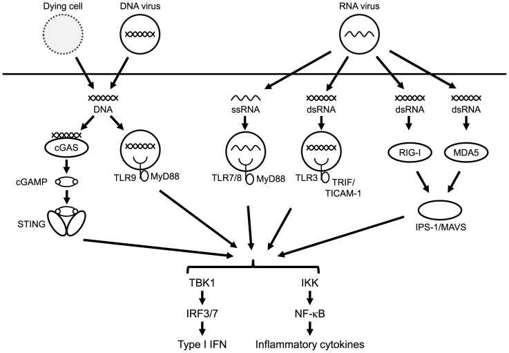 Intratumoral cancer immunotherapy exploiting anti-viral immunity.