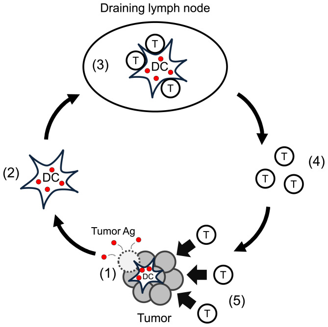 Intratumoral cancer immunotherapy exploiting anti-viral immunity.