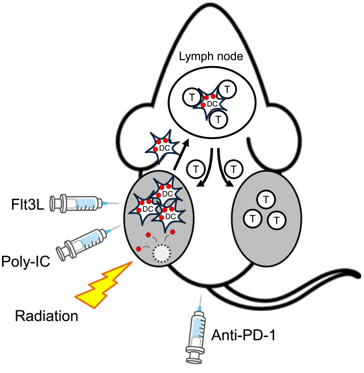 Intratumoral cancer immunotherapy exploiting anti-viral immunity.