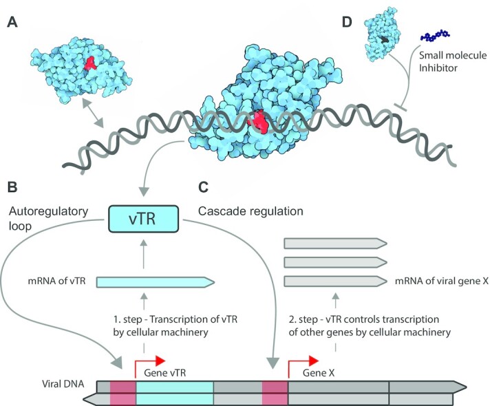 Transcriptional regulators of human oncoviruses: structural and functional implications for anticancer therapy.