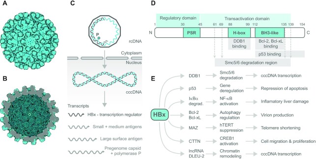 Transcriptional regulators of human oncoviruses: structural and functional implications for anticancer therapy.