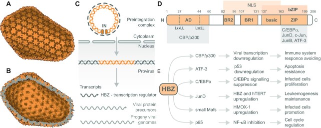 Transcriptional regulators of human oncoviruses: structural and functional implications for anticancer therapy.