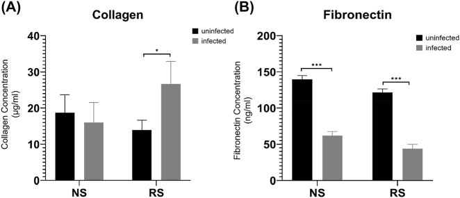 Senescent macrophages alter fibroblast fibrogenesis in response to SARS-CoV-2 infection.