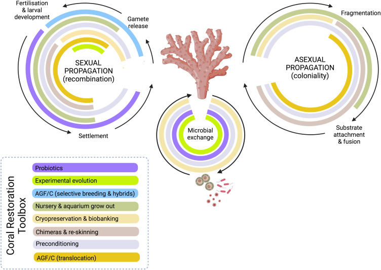 Horizon scan of rapidly advancing coral restoration approaches for 21st century reef management.